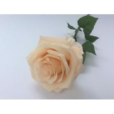 TEA-ROSE-SINGLE-STEM-DARK-CREAM_TEA_ROSE_SINGLE_STEM_DARK_CREAM_.jpeg