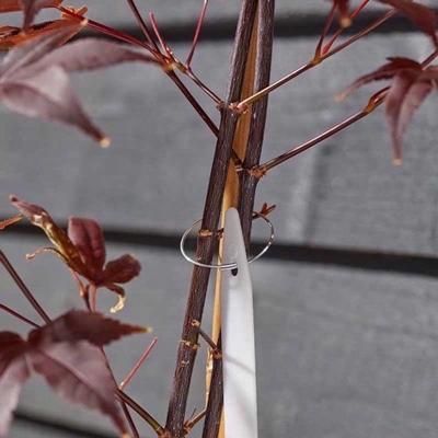 TIES-PLANT-RINGS-GALVANISHED-PK100_TIES_PLANT_RINGS_GALVANISHED_PK100_.jpeg