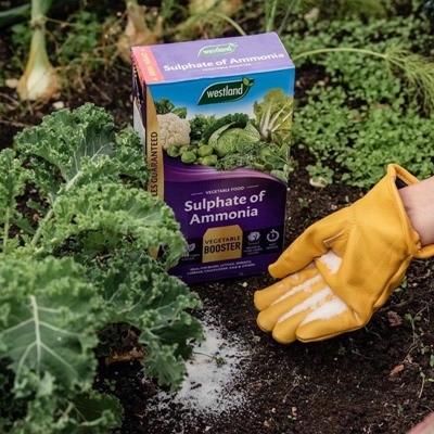 WESTLAND-SULPHATE-OF-AMMONIA-1-5KG_WESTLAND_SULPHATE_OF_AMMONIA_1.5KG_.jpeg