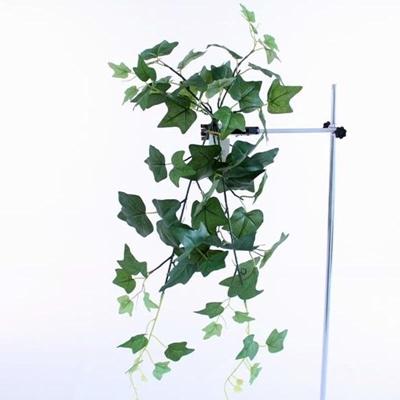 english-ivy-hanging-bush-green_ENGLISH_IVY_HANGING_BUSH_GREEN_.jpeg