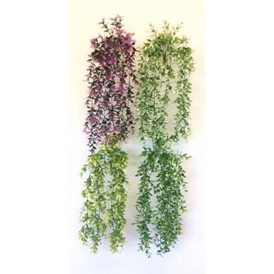 ruscus-trail_RUSCUS_TRAIL_.jpeg