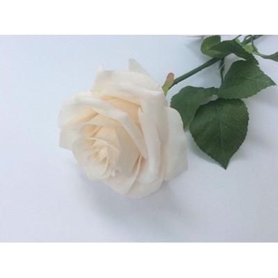 tea-rose-single-light-cream_TEA_ROSE_SINGLE_LIGHT_CREAM_.jpeg