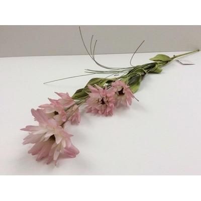 wild-daisy-spray-pink_WILD_DAISY_SPRAY_PINK_.jpeg